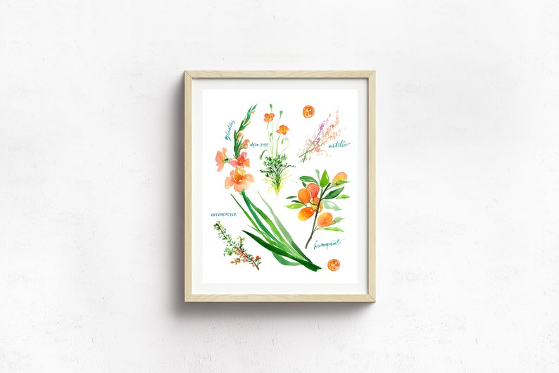 Op de afbeelding: Waterverfillustratie van verschillende bloemen en vruchten, waaronder gladiolen, alpenpapaver, heide en kumquat. De illustratie is ingelijst in een licht houten lijst.