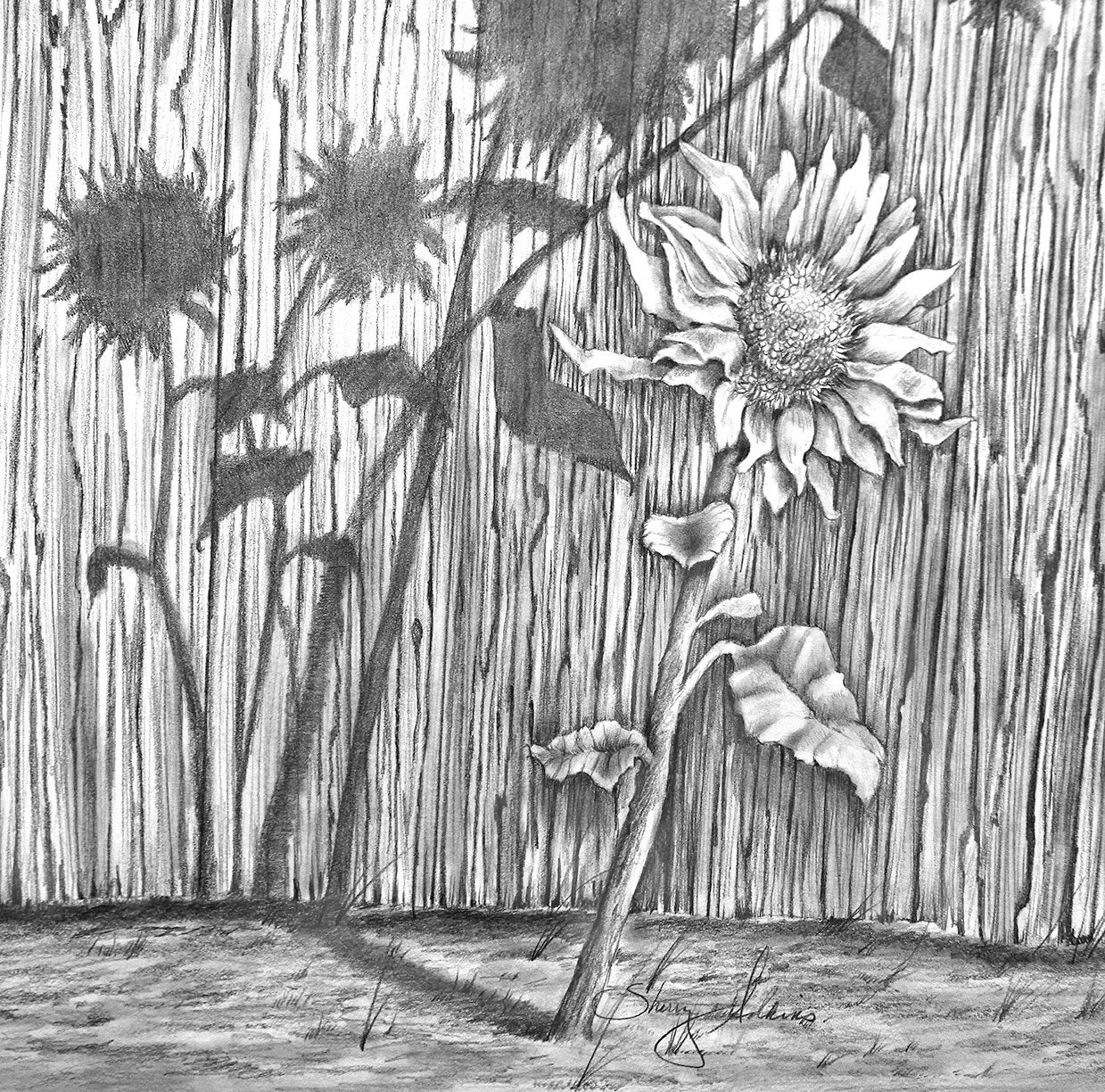 24000 Sunflower Drawing Pictures