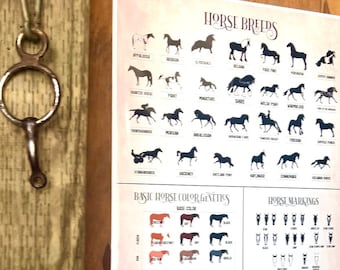 May include: A poster with illustrations of different horse breeds, basic horse color genetics, and horse markings. The poster has a light pink background with black text and illustrations.