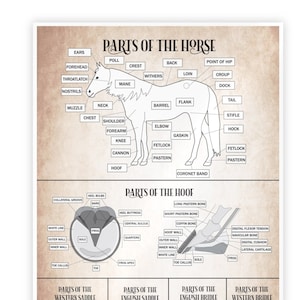 Parts of the Horse Poster, Horse Knowledge Equestrian Poster, Barn Poster for Horseback Riding Lesson Students, Riding Instructor Gifts