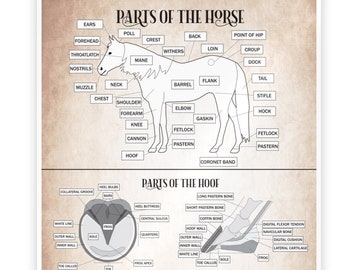 Op de afbeelding: Een zwart-witte lijntekening van een paard met labels voor de verschillende delen van het lichaam van het paard. De illustratie bevat ook een close-up van een paardenhoef met labels voor de verschillende delen van de hoef. De onderkant van de illustratie toont vier verschillende diagrammen van paardenbeslag met labels voor de verschillende delen van het beslag.