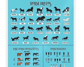 Póster de razas, colores y marcas de caballos, póster ecuestre sobre conocimientos sobre caballos, póster de granero para estudiantes e instructores de clases de equitación