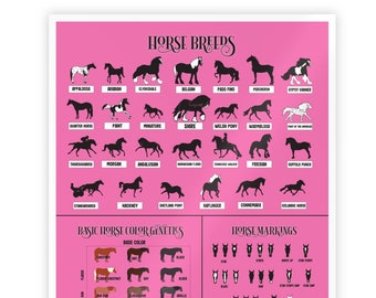 Póster de razas, colores y marcas de caballos, póster ecuestre sobre conocimientos sobre caballos, póster de granero para estudiantes e instructores de clases de equitación