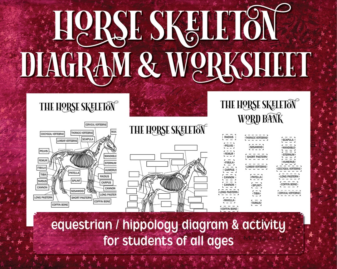 Horse Skeleton Printable Diagram, Equestrian Printable Worksheet for