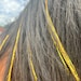 see more listings in the Mane & Tail Accessories section