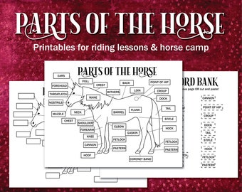 Partes del diagrama imprimible del caballo, hoja de trabajo ecuestre imprimible para campamento de caballos, instructores de equitación, lecciones a caballo e hipología
