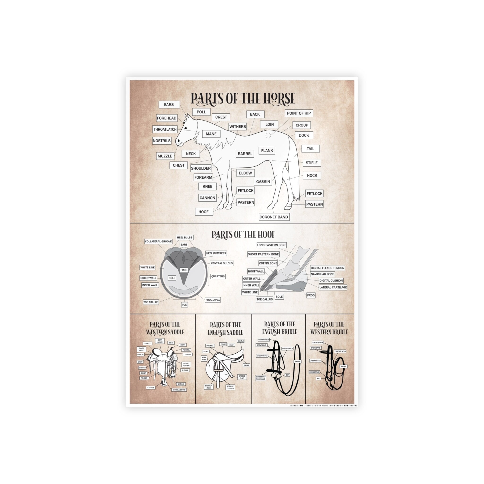 Parts of the Horse Poster, Horse Knowledge Equestrian Poster, Barn Poster for Horseback Riding Lesson Students, Riding Instructor Gifts