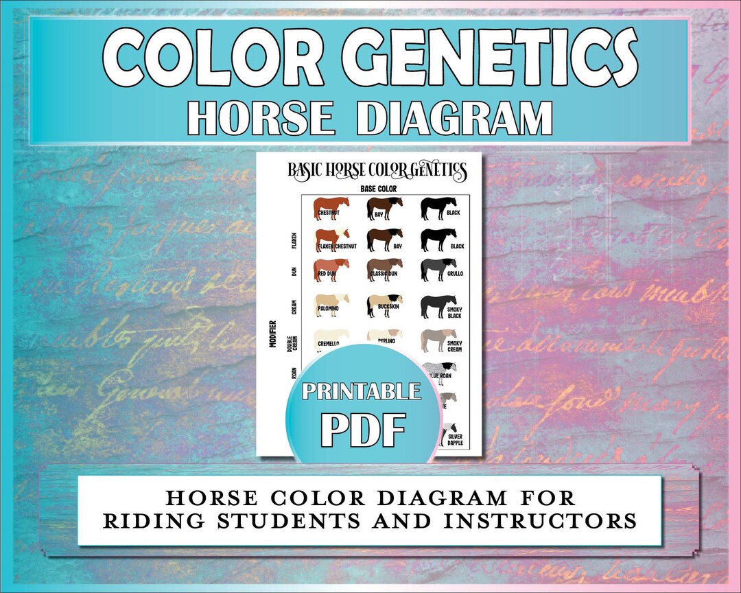 Horse Color Genetics Diagram, Equestrian Printables for Horse Camp ...