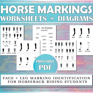 Horse Markings Printable Diagram, Equestrian Printable Worksheet for Horse Camp, Riding Instructors, Horseback Lessons & Hippology