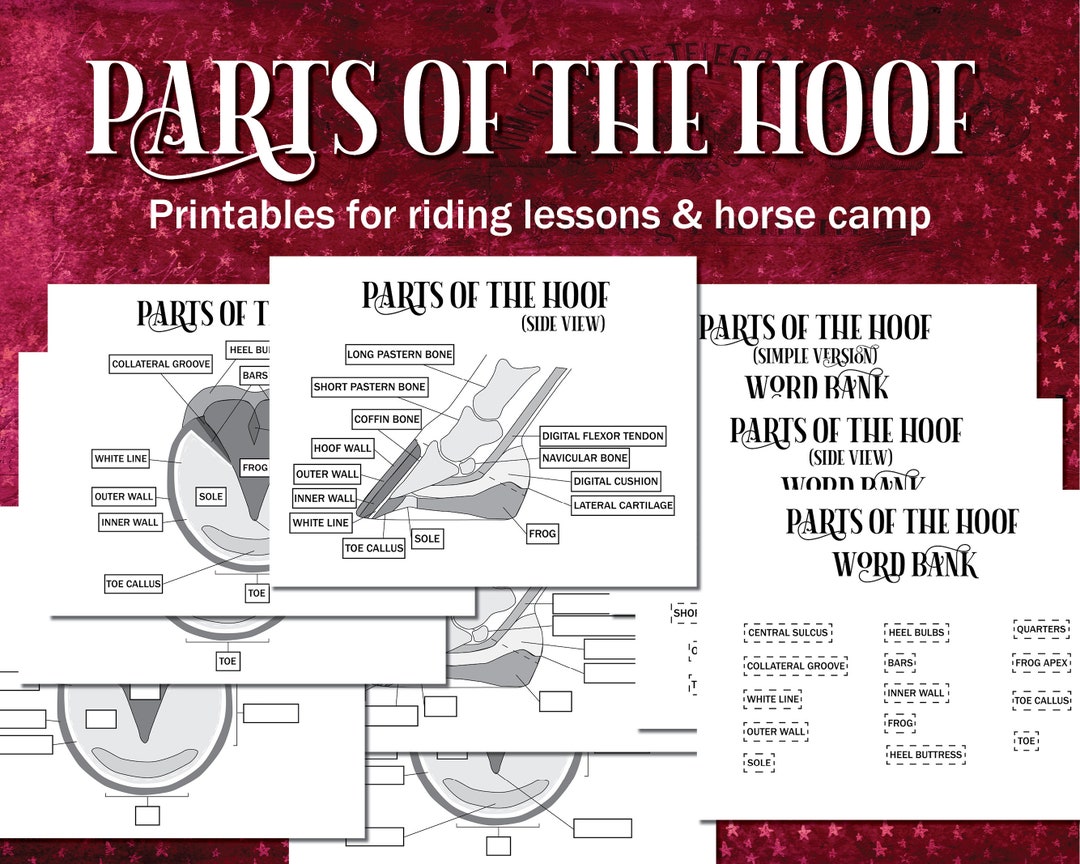Parts of the Hoof Printable Diagram, Horse Hoof Equestrian Printable ...