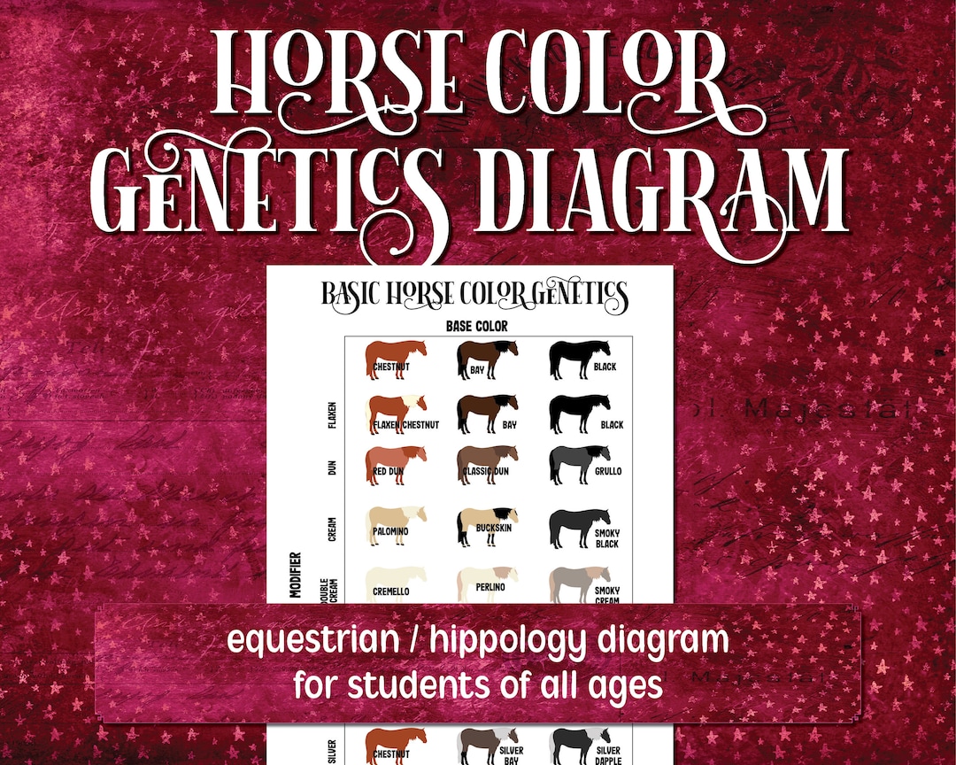 Horse Color Diagram, Equestrian Printables for Horse Camp, Riding Instructors