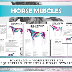 Horse Muscle Anatomy Worksheets & Diagrams | Equestrian Learning Printable Bundle for Horse Owners, Riding Lesson Instructors and Students
