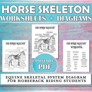 Horse Skeleton Printable Diagram, Equestrian Printable Worksheet for Horse Camp, Riding Instructors, Horseback Lessons & Hippology