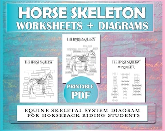 Può includere: Un set di fogli di lavoro e diagrammi PDF stampabili per lo studio del sistema scheletrico equino. L'immagine presenta tre diagrammi in bianco e nero di uno scheletro di cavallo, etichettati con termini anatomici, e un word bank. Il testo include "Horse Skeleton Worksheets + Diagrams".