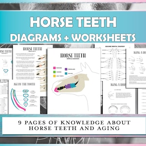 May include: A collection of educational worksheets and diagrams about horse teeth. The title "HORSE TEETH DIAGRAMS + WORKSHEETS" is displayed in a blue banner. The worksheets cover topics like dental diagrams and aging.
