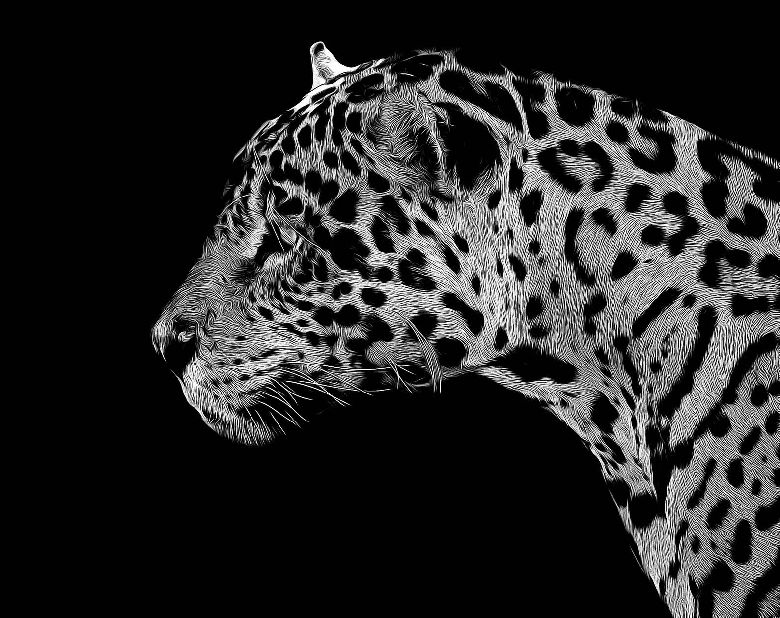 Jaguar Wall Art Jaguar Print Black and White Jaguar Print Etsy