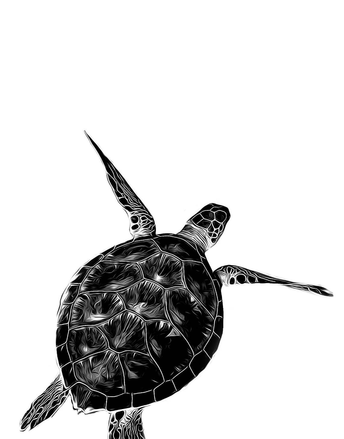 Turtle Art Print Turtle Wall Art Black and White Turtle Print Animal