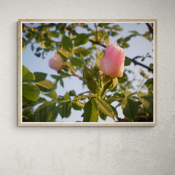 Wildrose mit Knospen im Licht der aufgehenden Sonne schönes Foto blauer Himmel im Hintergrund