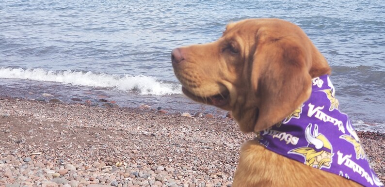 Bright Blue with Paws DogPet Bandana in Various SizesStyles
