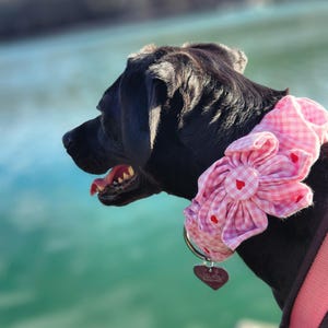 Dog Collar Scrunchie: All Shop Patterns Available in Collar Scrunchies