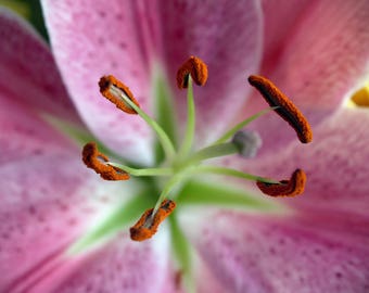 Pink Lily Macro Photography Print:  Floral Wall Art