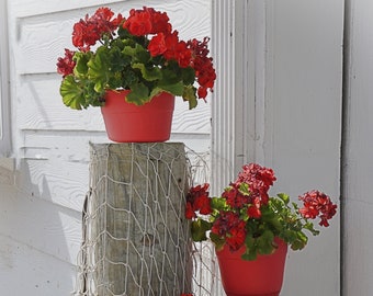 Red Geraniums Photograph Print: Farmhouse Wall Art - Etsy
