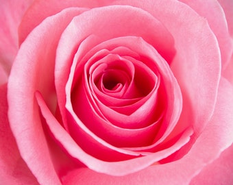 Photo of Beautiful elegant pink rose macro photograph