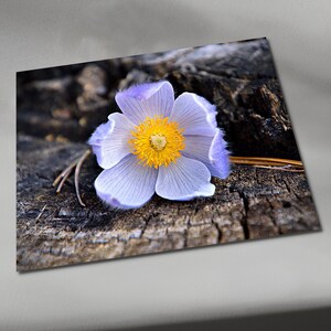 Lavender Pasqueflower Photograph Print: Rocky Mountain Wildflower Art