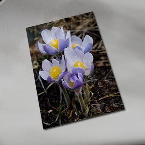 Lavender Pasqueflower Photograph Print: Rocky Mountain Wildflower Art (Notecards also Available)