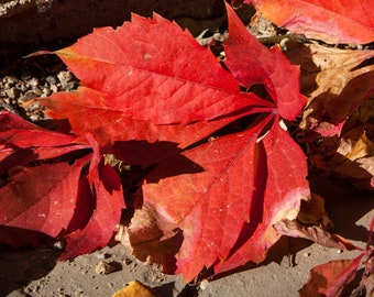 Photograph of scarlet leaves on a sunny fall day. Wall decor, wall art, photo gift, nature photography, autumn wall art.