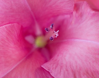 Photo Macro close up of center of a pink flower. Floral abstract photography, Nature photography.