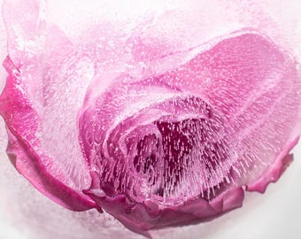 Pink Rose in Ice Photograph Print: Abstract Floral Wall Art (Digital Download)