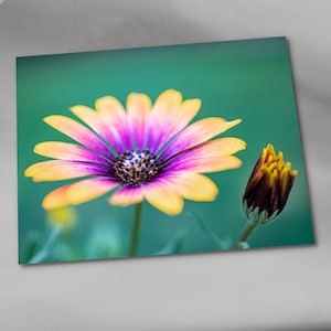 Photo close up beautiful Blanket Flower or Gaillardia bloom. Soft Vibrant Floral photography, Nature photography.