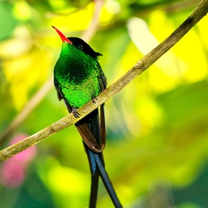 DOCTOR BIRD POCHED #02 - Colibrí, Metal, Lienzo, Impresión, Decoración de pared, Decoración del hogar, Jamaica, Tropical, Arte de aves, Verde, Pájaro, Listo para colgar