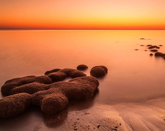 Sabellariidae Worm Reef - reef, metal, canvas, print, wall decor, home decor, Atlantic, ocean, landscape art, warm, habitat, ready to hang