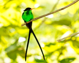 DOCTOR BIRD PERCHED - Hummingbird, Metal, Canvas, Print, wall decor, home decor, Jamaica, Tropical, Bird Art, Green, Bird, Ready to hang