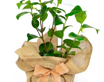 Camellia Golden Anniversary Plant Gift - 50th Wedding Anniversary Gift