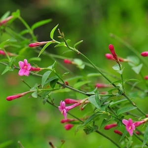 May include: Pink jasmine flowers blooming on a green vine. The flowers are at various stages of bloom, with some fully open and others still in bud.