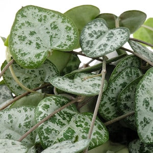 May include: Close-up of a string of heart-shaped leaves with a silvery-green variegation. The leaves are clustered together, showing the intricate pattern of the variegation.