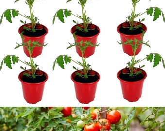 6 x Tomato Plants 'Shirley F1'- Growing Plants in 9cm Pots - Ideal for Beginners