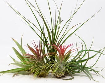 5 Air Plants Mixed Tillandsia - Indoor House Plants ideal Gift, Wedding Favour