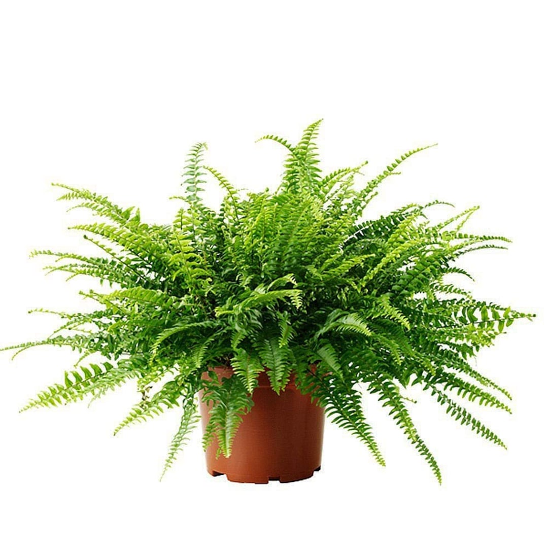 Boston Fern, Nephrolepis Exaltata Houseplant in 12cm Pot, Air Purifying ...