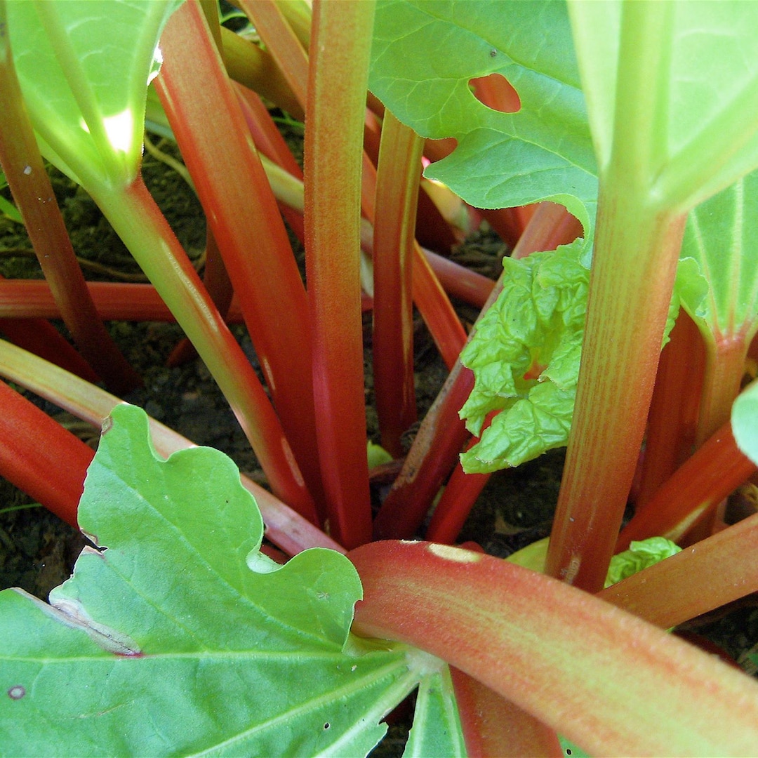 Red Raspberry Crowns Raspberry Red Rhubarb Crowns: Ready to Plant - UK Growing (set of 2 ...