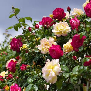 Mixed Climbing Rose Bush Trio - Patio Rose in 3 Litre Pot