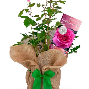 May include: A pink rose bush plant in a hessian pot with a green ribbon. The plant is wrapped in hessian and has a tag that says "Rose Fantastic at 50".