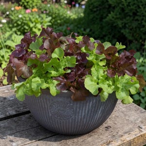 May include: A grey ceramic bowl, filled with fresh red and green lettuce. The bowl has a textured surface and sits on a wooden table. The background is a blurred garden.