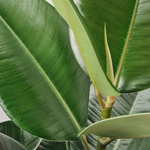 May include: Close-up of a rubber plant with large, glossy green leaves. The leaves have prominent veins and a pointed tip.