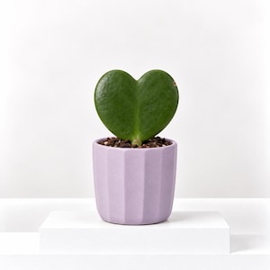 Carbeth Plants Sweetheart Hoya Plant: Heart-Shaped Leaf Succulent in 7cm Pot