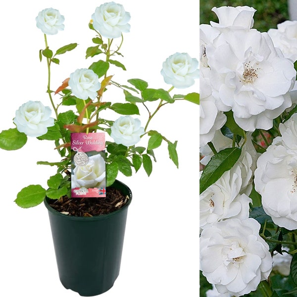 Silver Wedding Rose Plant - 25th Wedding Anniversary Gift - Living Plant Gift