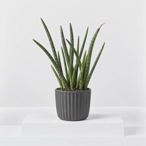 May include: A Sansevieria cylindrica plant with long, upright, cylindrical green leaves featuring dark horizontal stripes, potted in a dark grey, vertically ribbed ceramic planter with a matte finish and visible dark potting soil.